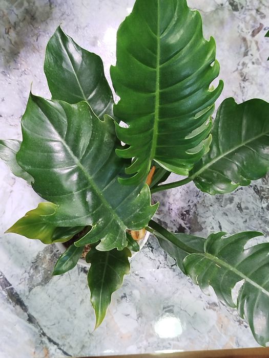 Філодендрон Джангл Февер,Монлайт, Сератум Голд, Карамель Мармелад,