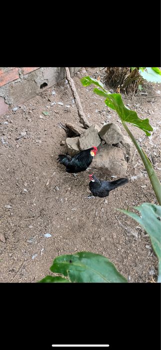 Black Rosecomb Bantam