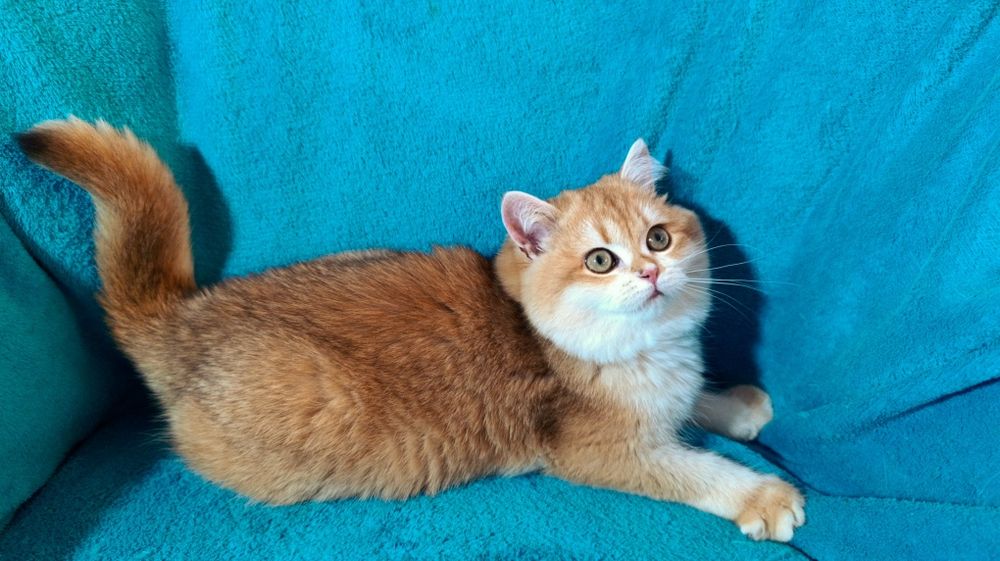 Мега крута дівчинка золота шиншила шоу класу чекає на родину