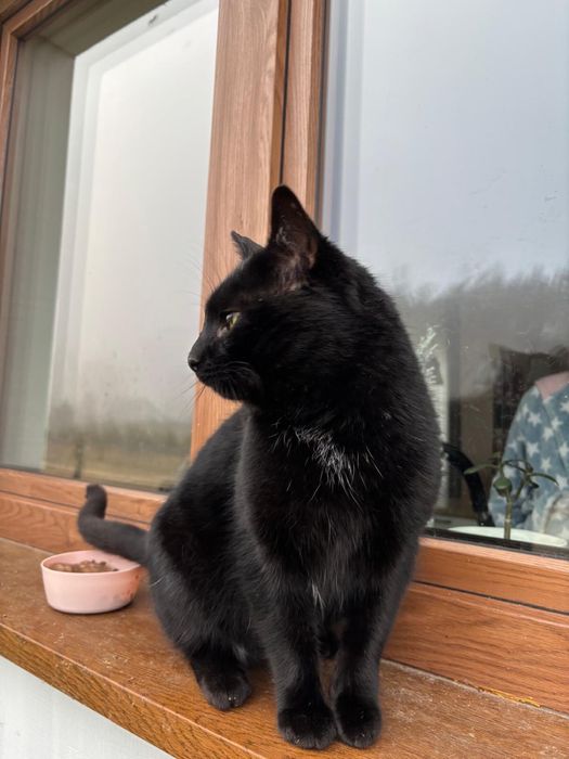 Czarny kocur szuka domu!