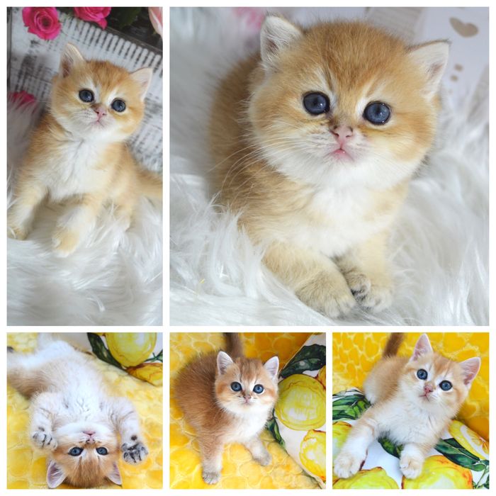 Британская золотая шиншилла котята