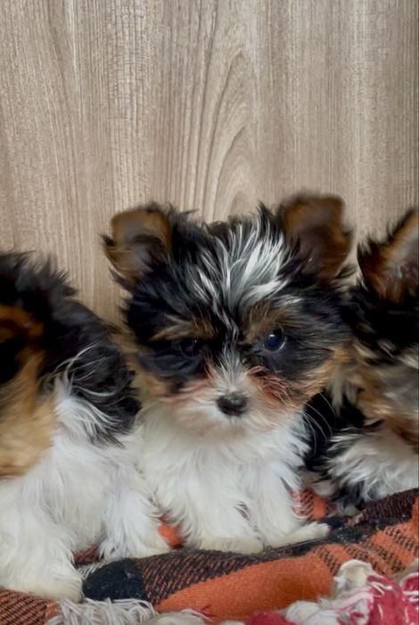 дівчата Бівер,міні-та-стандарт, кобельки міні