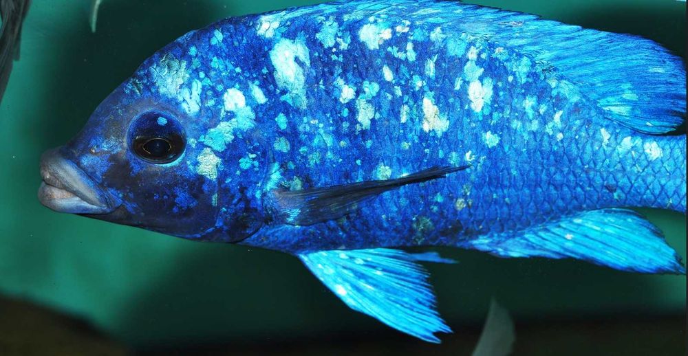 Placidochromis phenochilus Tanzania - dowóz, wysyłka