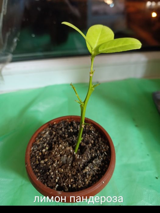 Екзотичні рослини