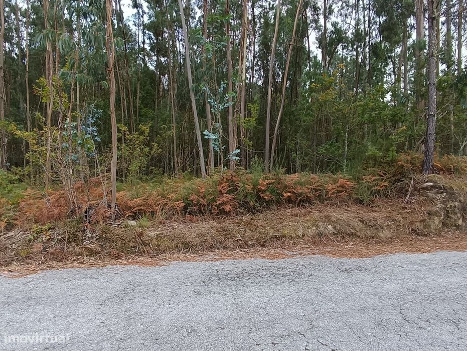 Pinhal – Oliveira de Frades