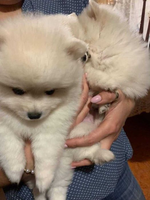 щенки померанского шпица