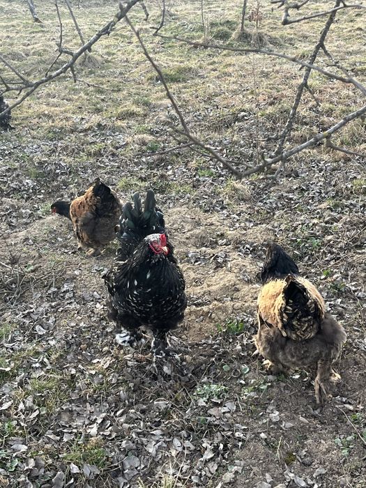 Інкубаційне яйце курей