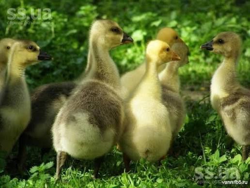 Гусенята, каченята,курчата,індичата