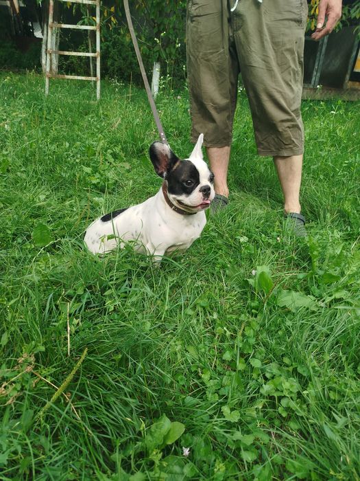 Французький бульдог