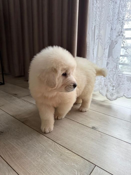 Owczarek podhalański