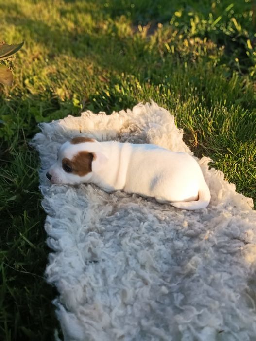 Jack Russell Terrier Suczka