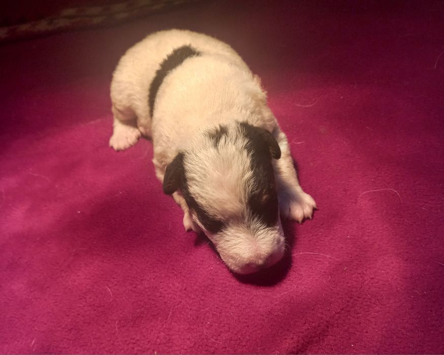 Foksterier szorstkowłosy Możliwość rezerwacji