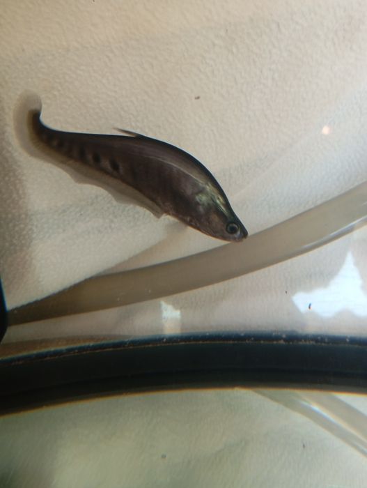 Tenho aqui um peixe faca palhaço para trocar ou venda