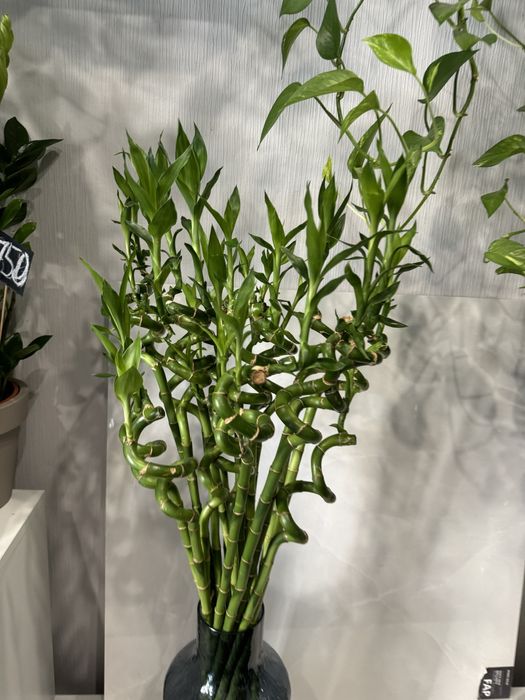 Продается драцена сандера бамбук