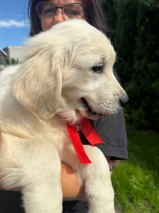 Golden retriever -piesek