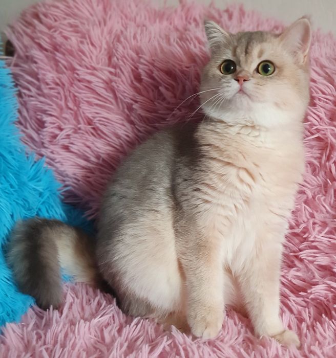 Золотая британская шиншилла кошечка кошка голубая блакитна кішка