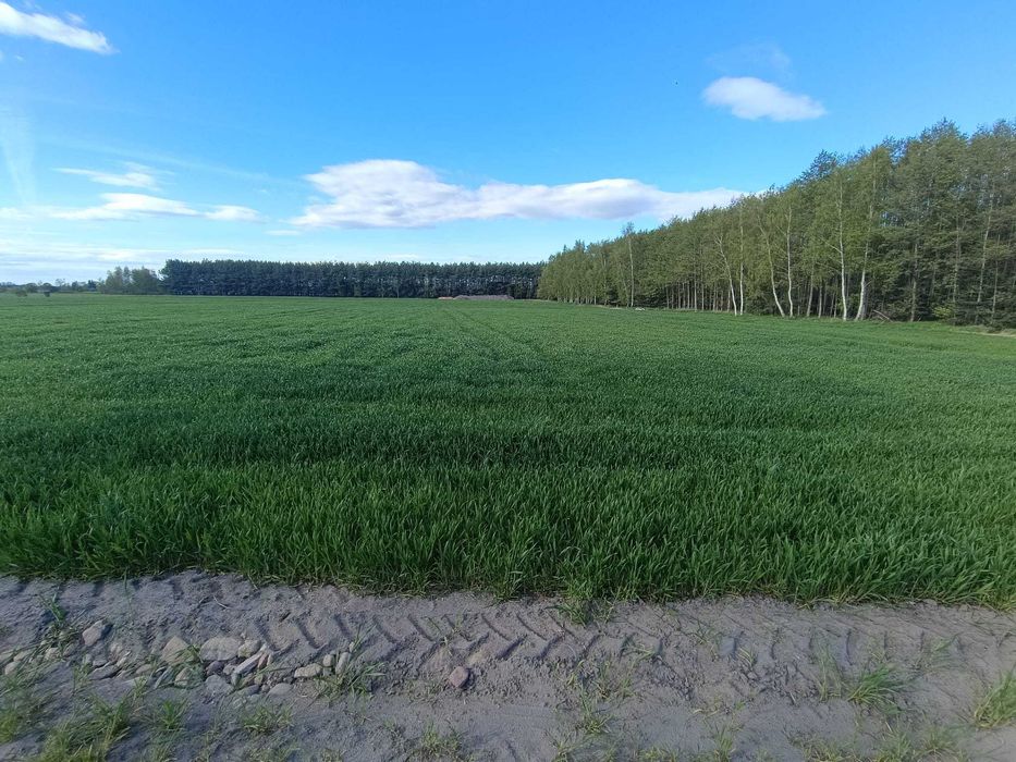Działka przy lesie