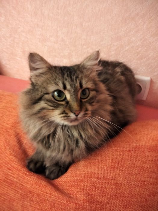 Незламна киця шукає нову подину