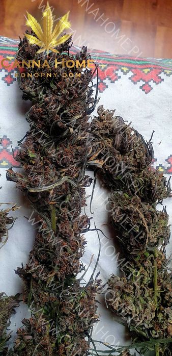 Topy Cannabis Sativa 10g PURPLE CBD CBG THC konopny Full spectrum