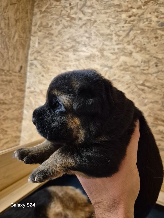 Owczarek niemiecki FCI