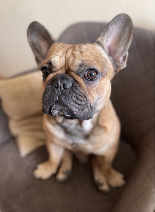 Кобель французского бульдога