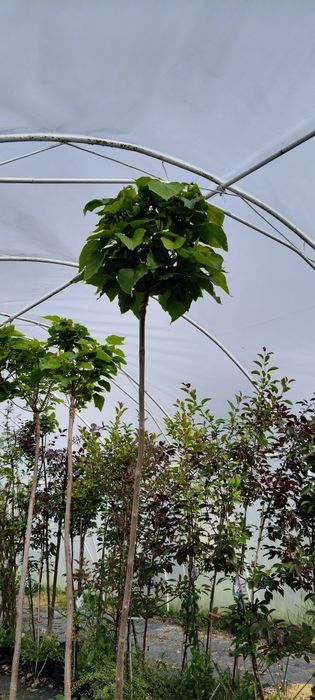 Drzewa ozdobne – Katalpa, Klon, Brzoza, Rajska Jabłoń