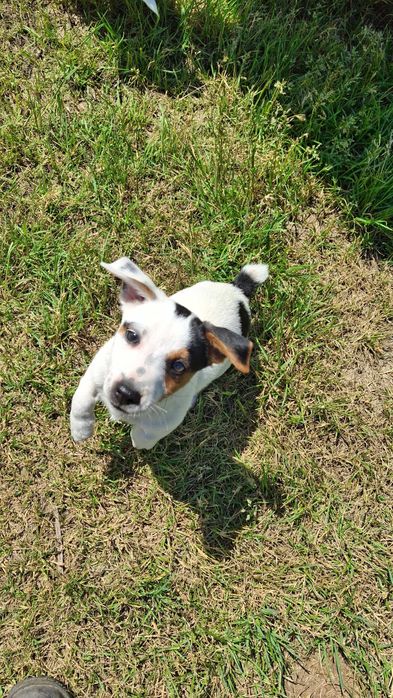 Jack Russel Terrier gładkowłosy Tricolor piesek ur. 24.03.2026