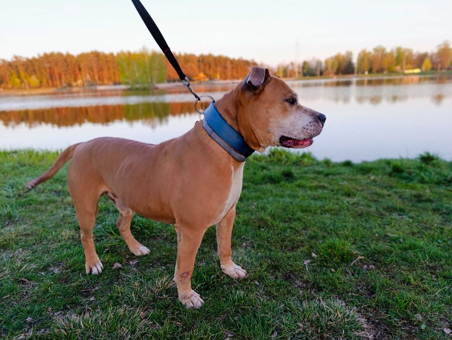 Majestatyczny amstaff