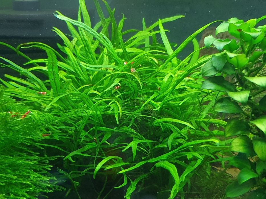 Microsorium, rośliny akwariowe.