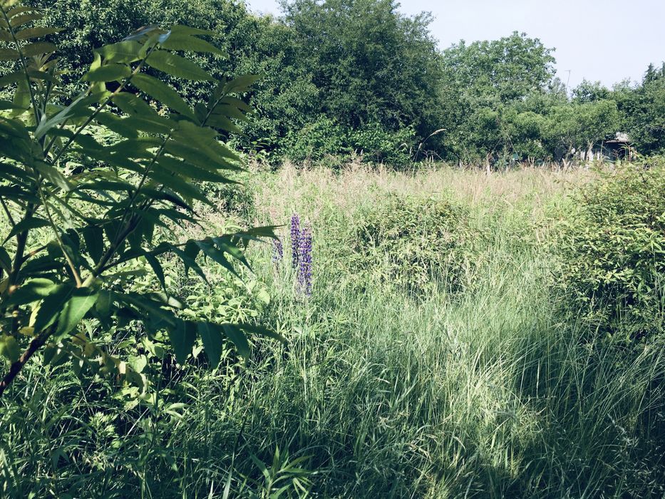 Земельна ділянка в Лісі 18сот. с.Вишнів, 10км.- Луцьк