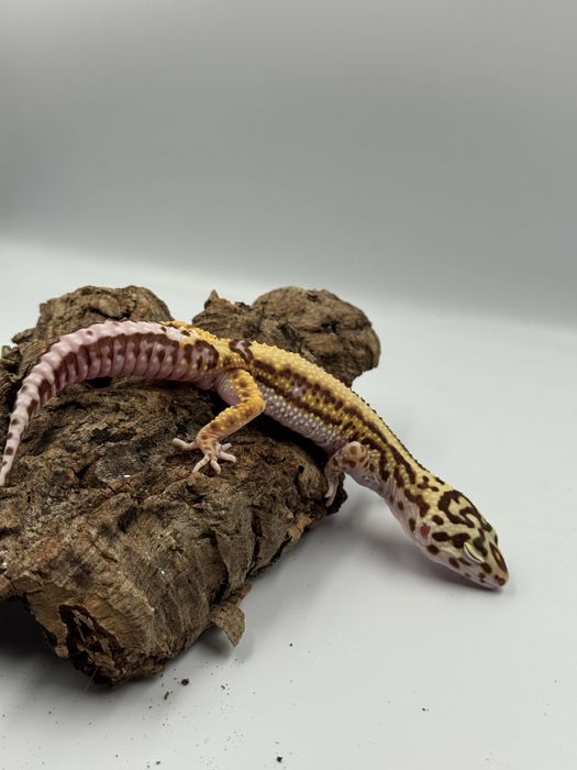Gekon lamparci albino stripe