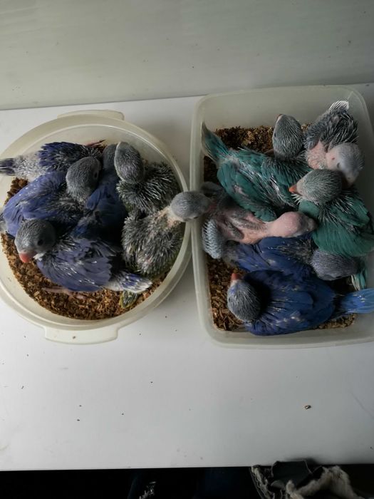 Ringnecks violeta portadores de CC.