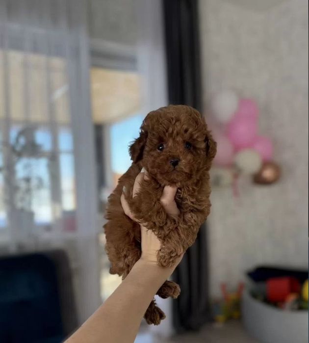 Той пуделята найкращі цуценята