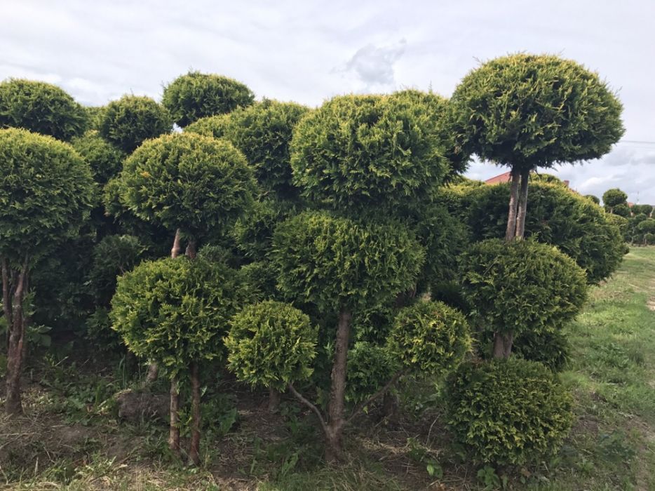 Tuja formowana BONSAI wysokość 150-300cm.