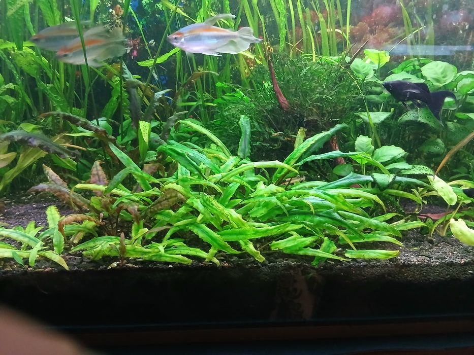 Cryptocoryne wendtii