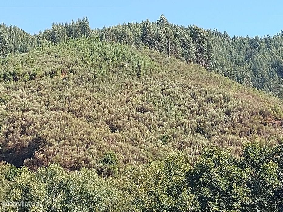 Venda Terreno