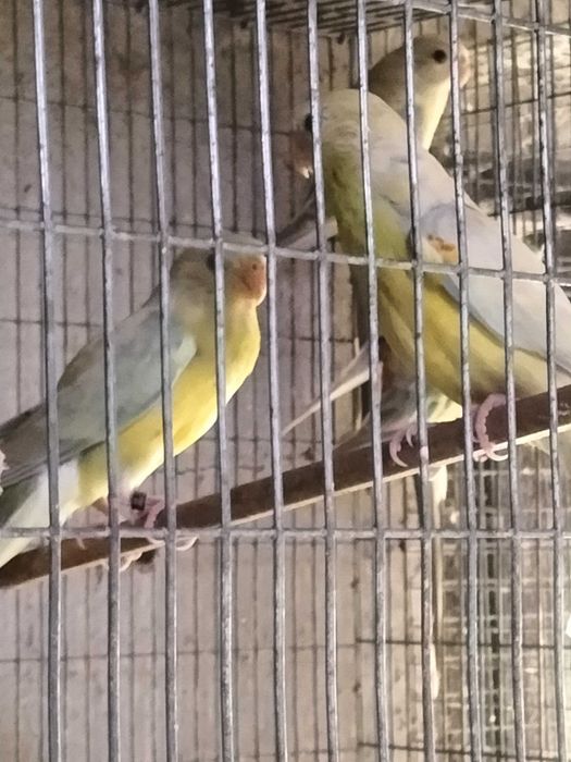 Red Rumped disponiveis