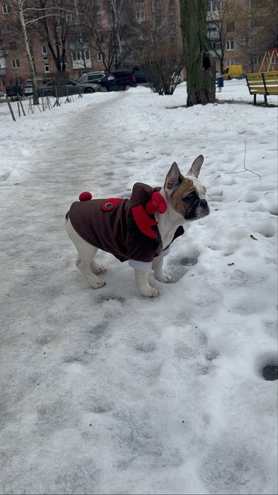 Девочка французский бульдог