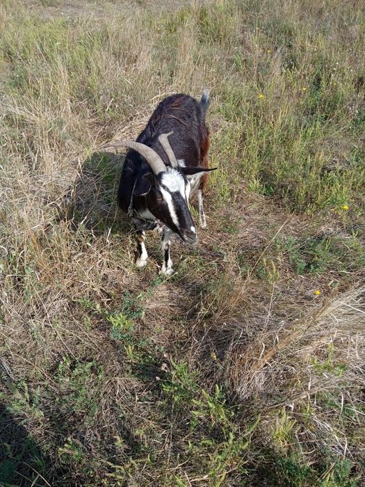 Продам молочну козу