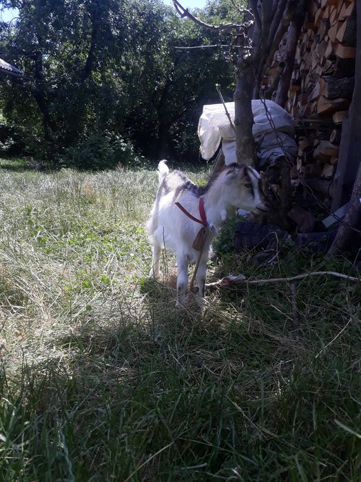 Коза і козенятко
