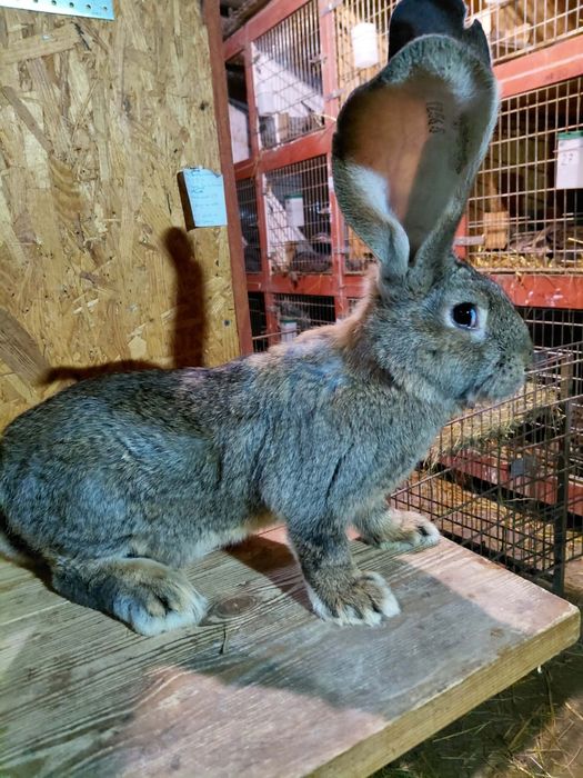 Olbrzym belgijski-samczyki