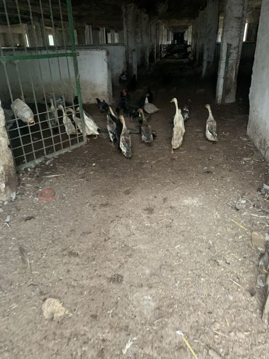 Продамо качки породи Індійські бігуни