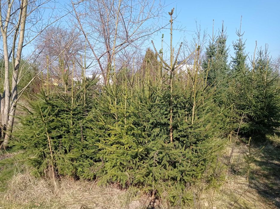 Sadzonki 3letnie 1,5m tanio