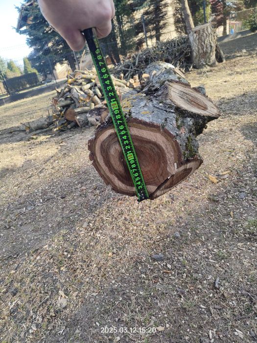 Orzech świeżo ścięty