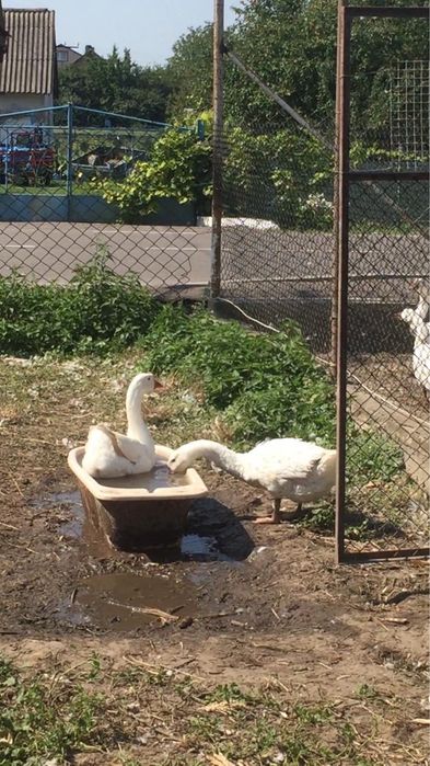 Яйця домашньої гуски.