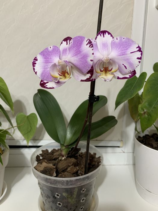 Продається орхідея