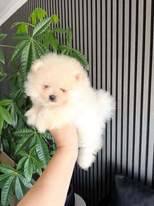 Spitz Mini. .Lulu da Pomerânia. LOP e Afixo Menina Espetácular Mini .