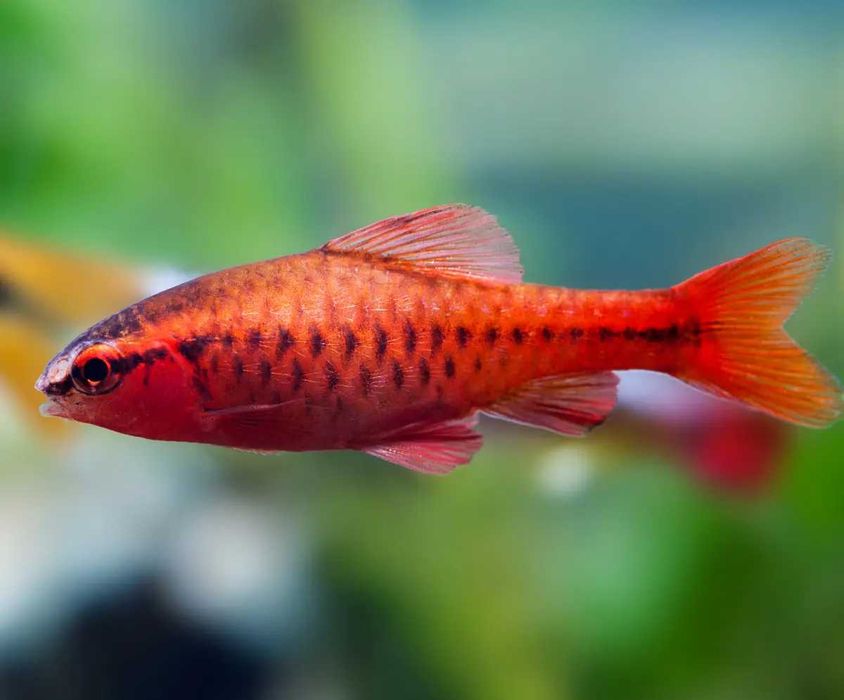 Brzanka wysmukła (titeya) Barracuda Dębica