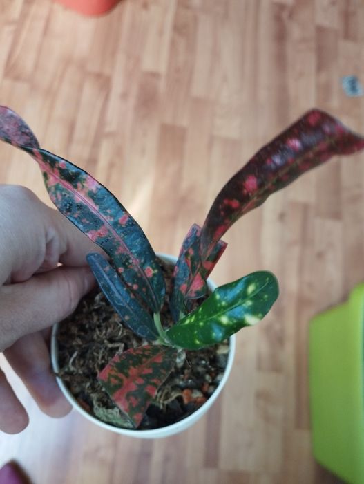 Монстера ауреа жовта єллоу сплеш monstera yellow splash та рафідофора