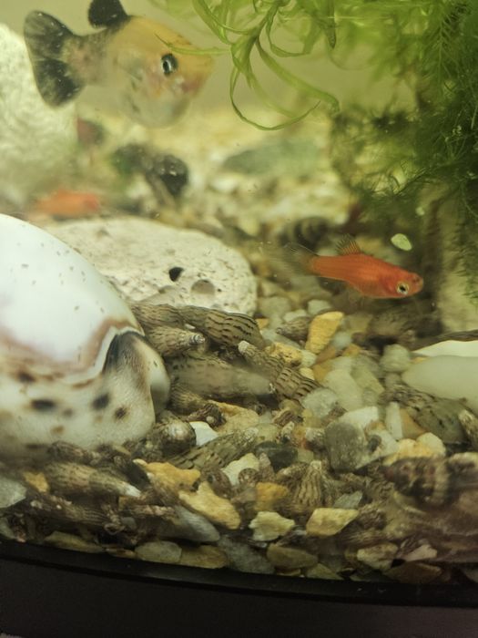 Sprzedam slimaki Świderki